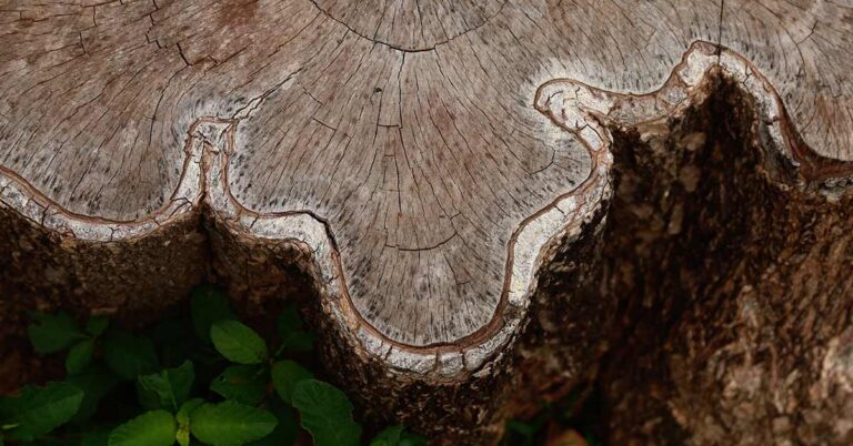 Tree Stump